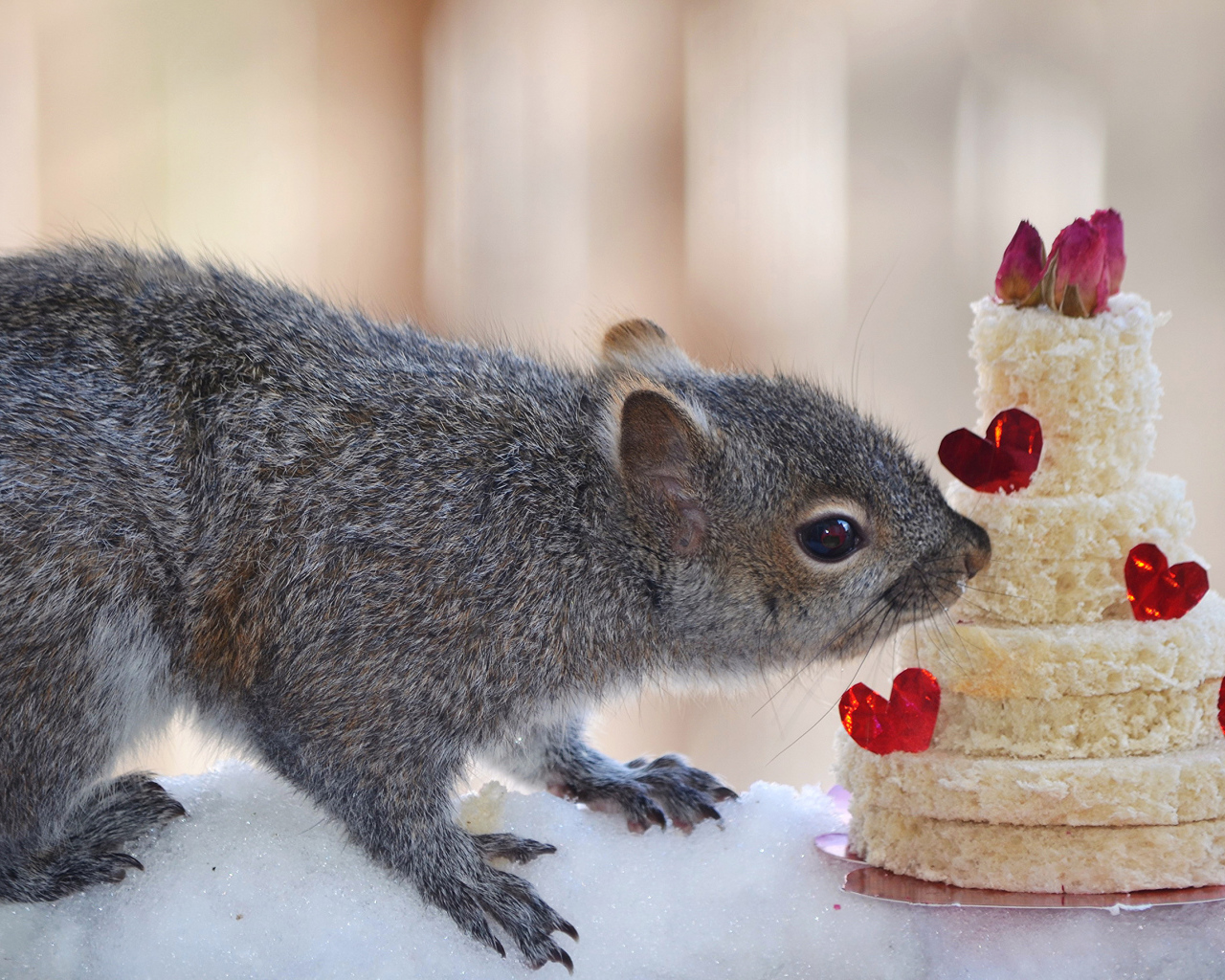 Серой белке подарили торт из хлеба