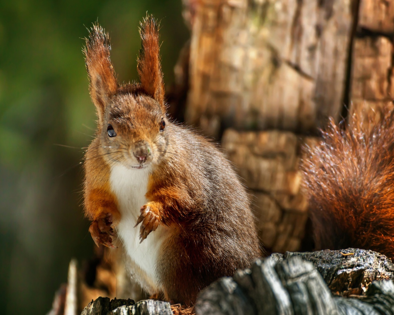 Рыжая белка на сухом дереве крупным планом 