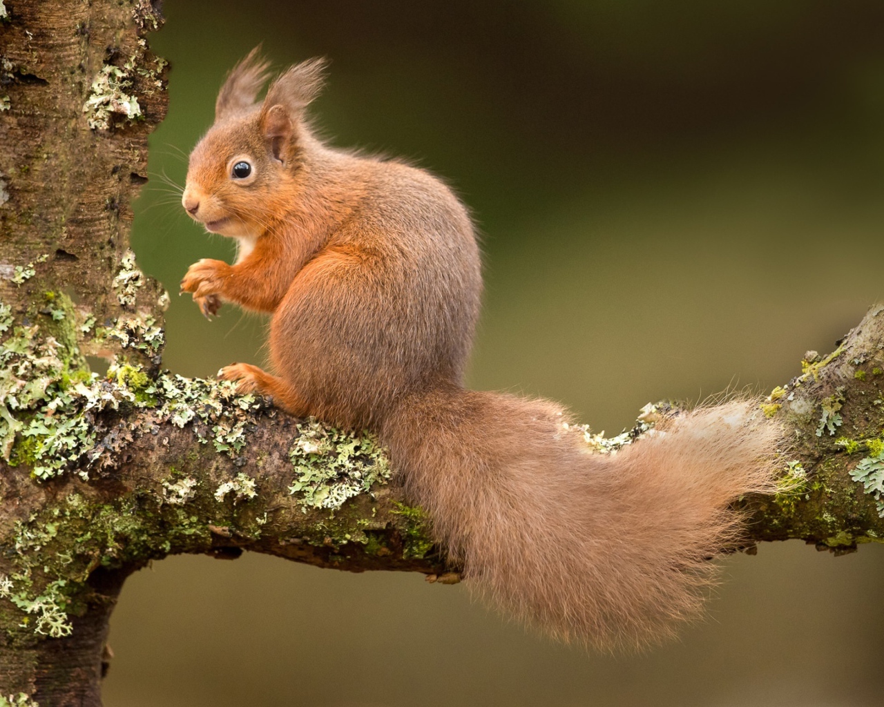 Рыжая белка на ветке дерева 