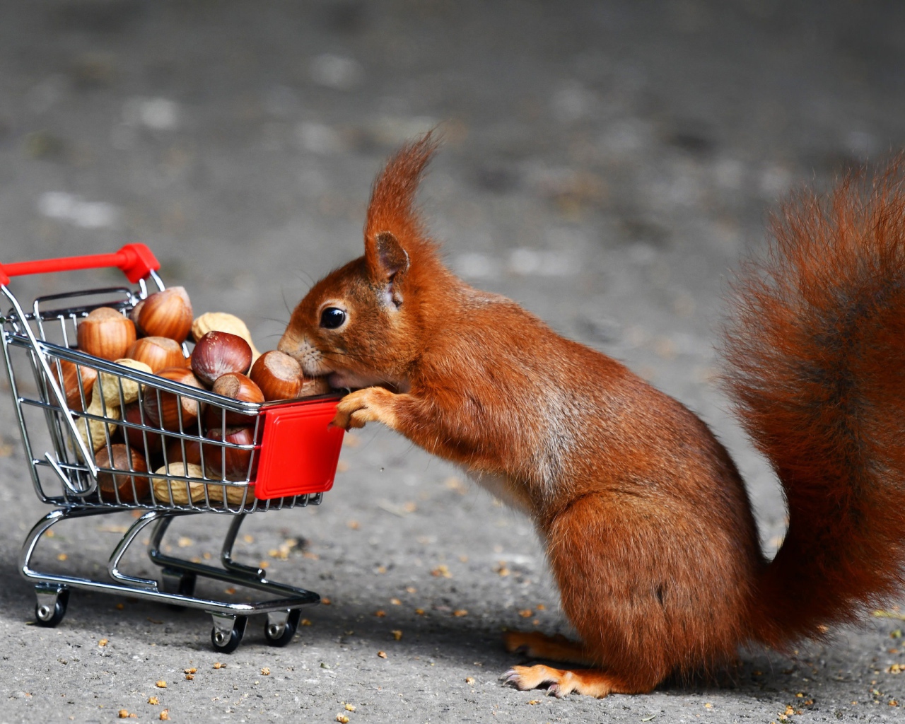 Рыжая белка с тележкой с лесными орехами
