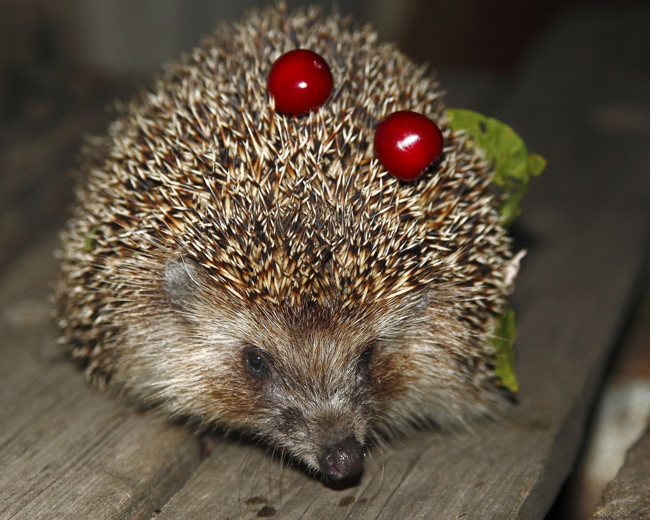 Колючий ежик с черешнями на иголках