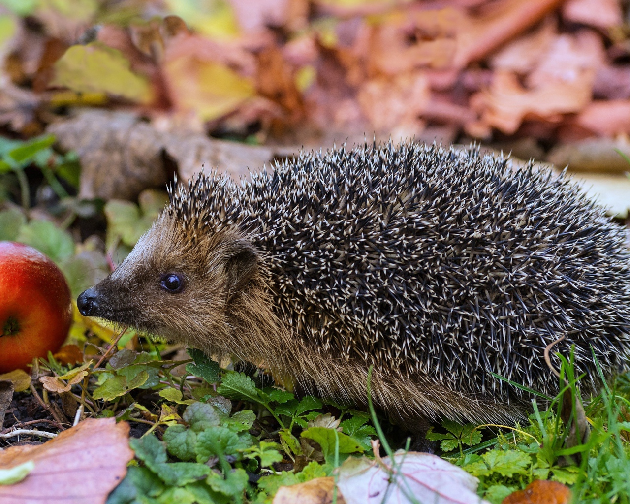 Колючий еж с красным яблоком в зеленой траве