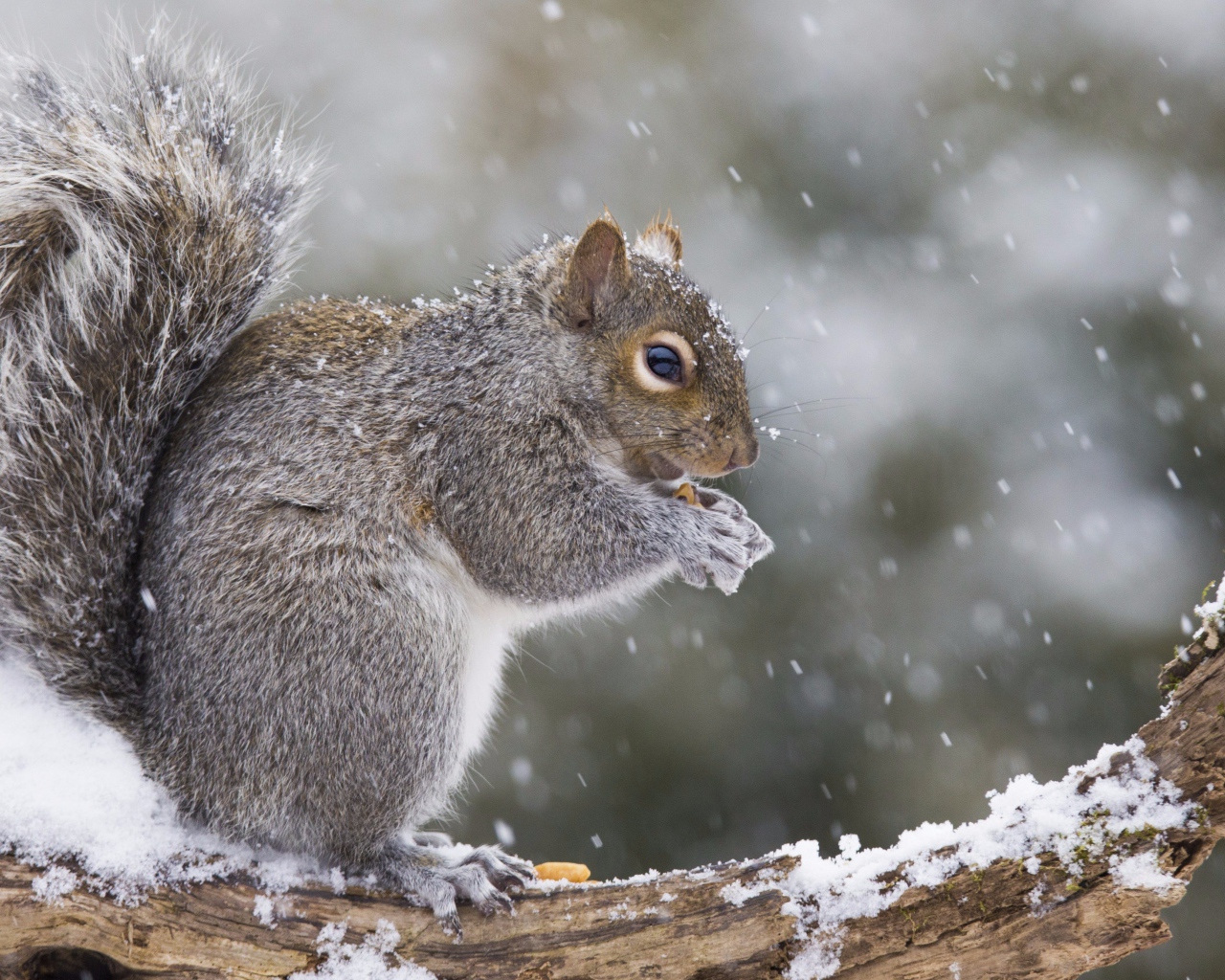Белка сидит на заснеженной ветке 