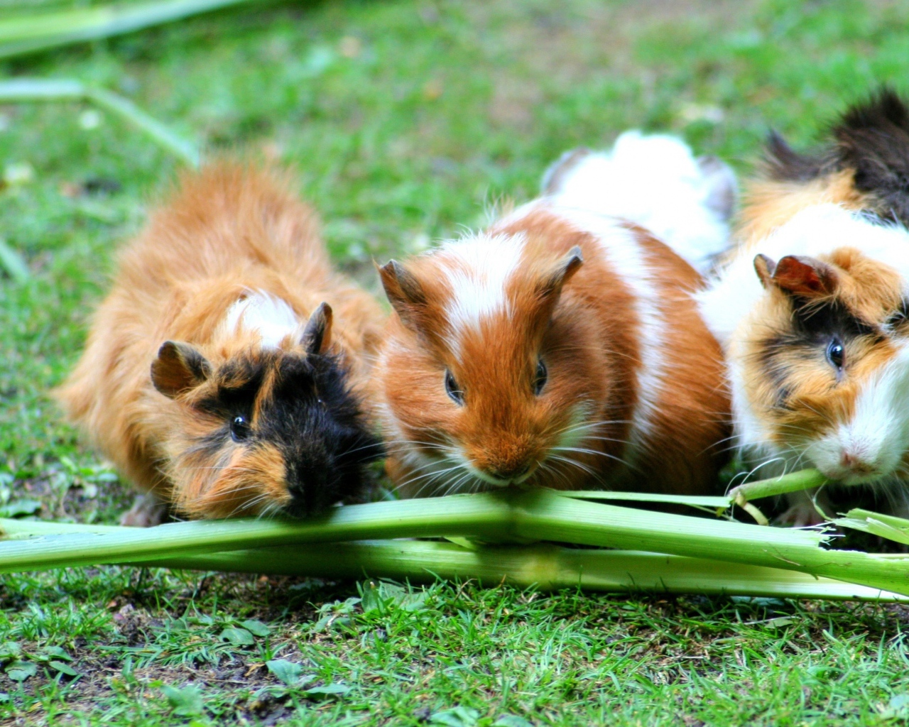 Три морские свинки грызут зеленую траву