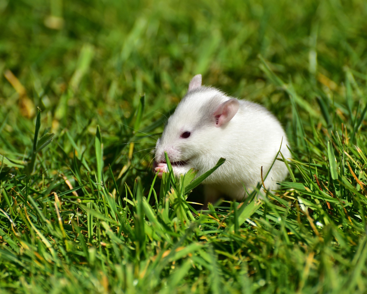 Белая мышь в зеленой траве