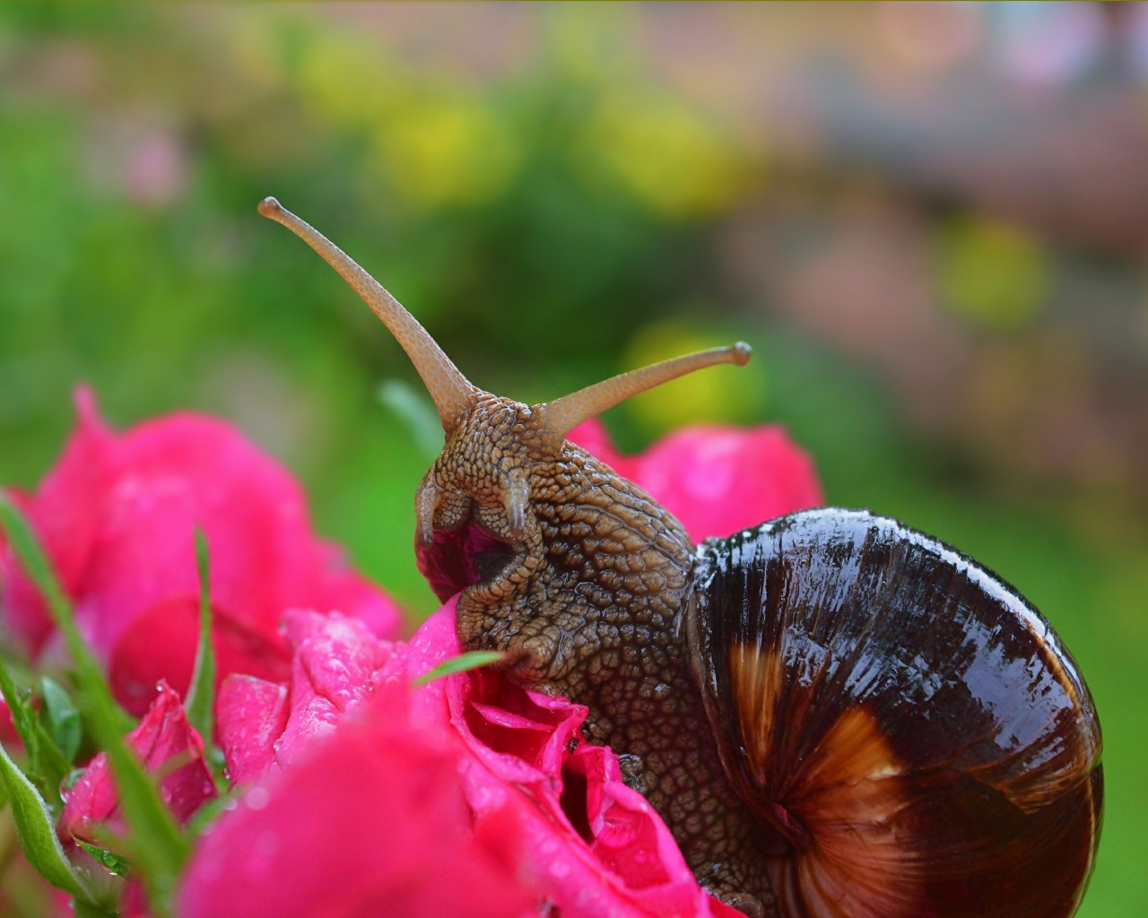 Большая улитка на розовом цветке розы