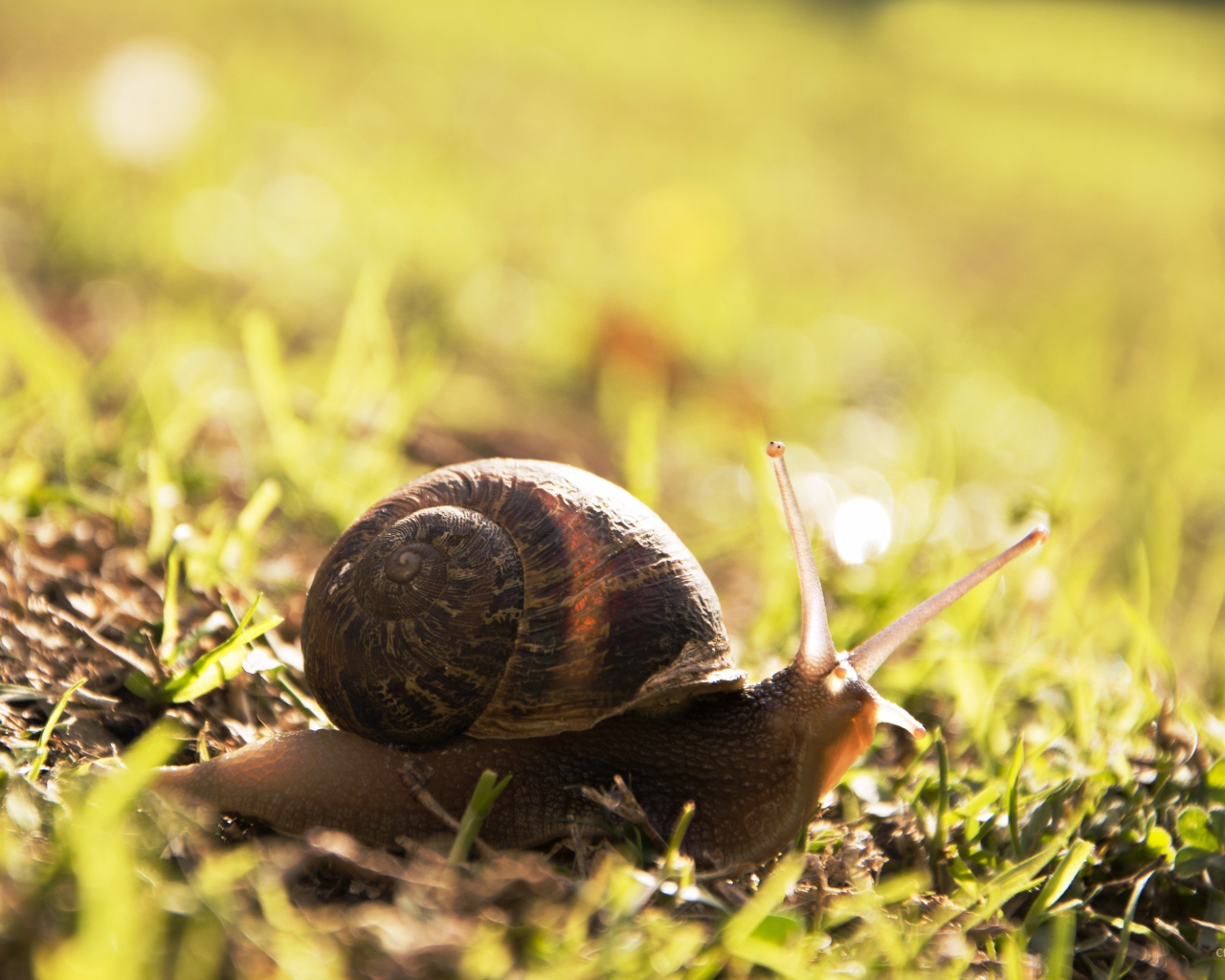 Большая улитка на траве