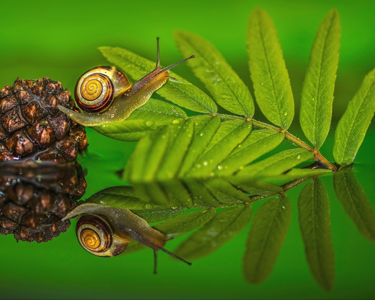 Улитка на зеленом листе в воде 