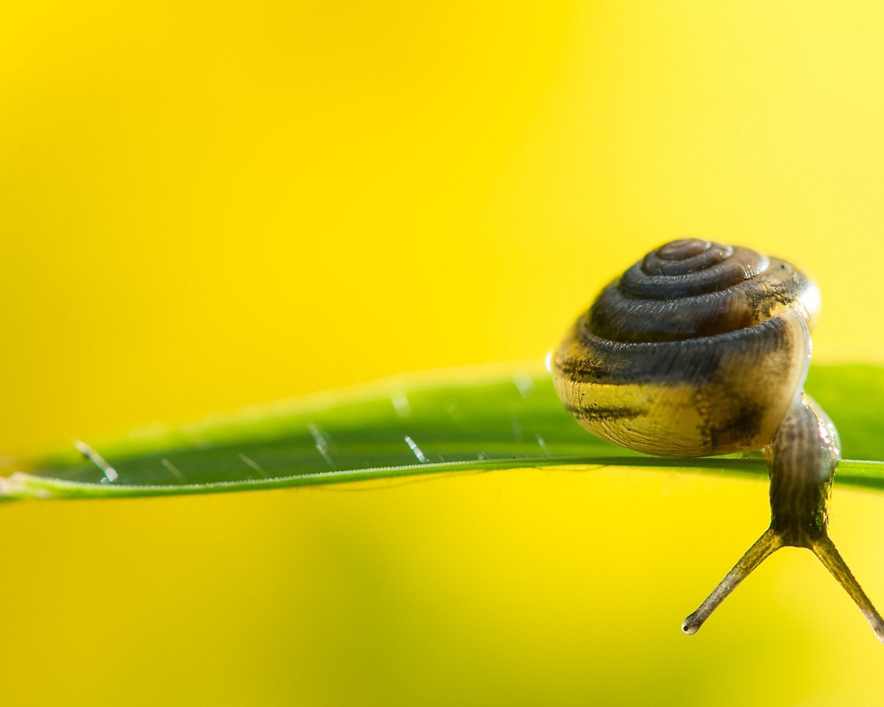 Улитка на зеленом листке на желтом фоне 