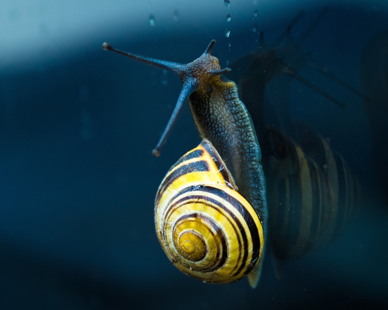 Улитка ползет по стеклу