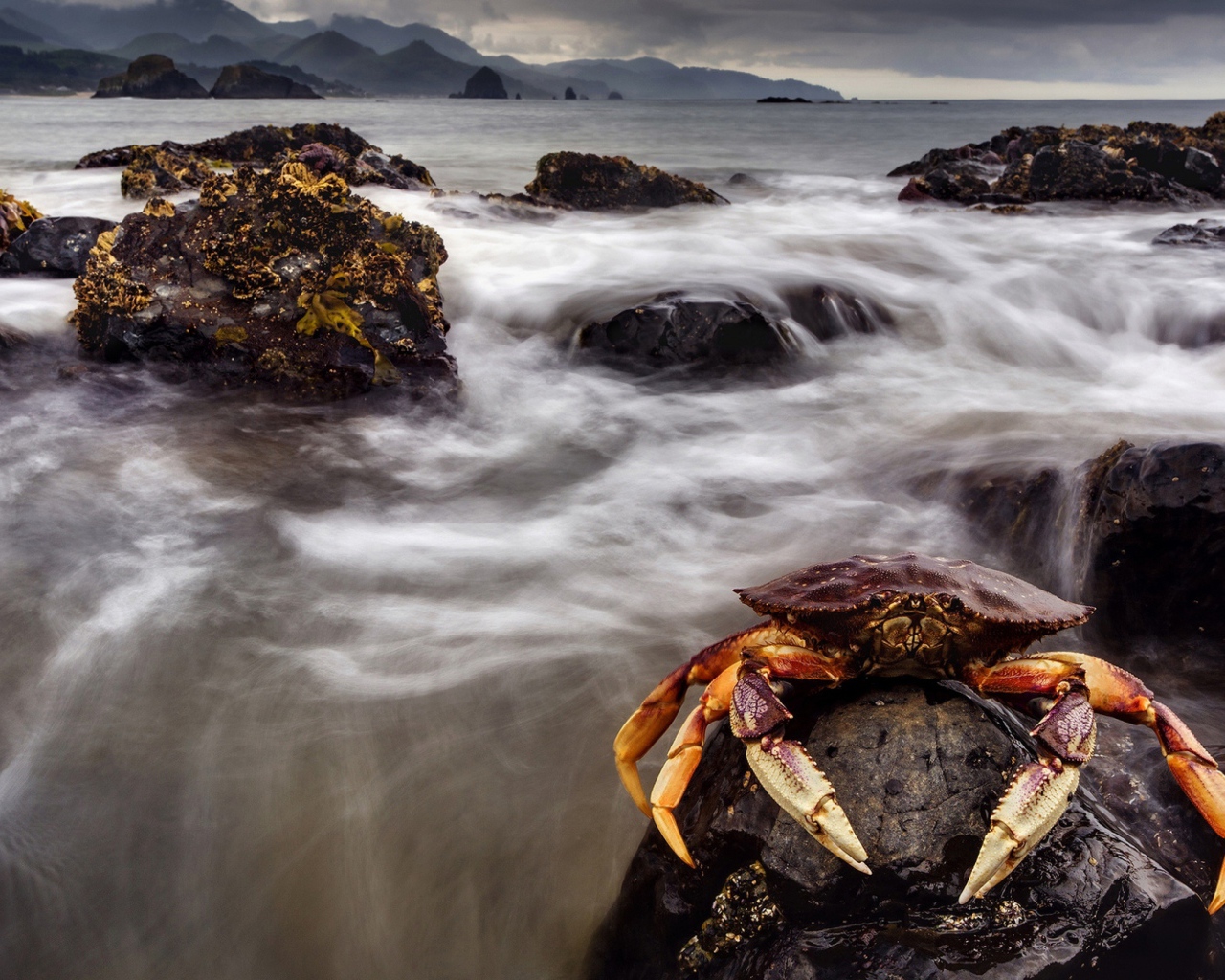 Большой краб сидит на камне в море