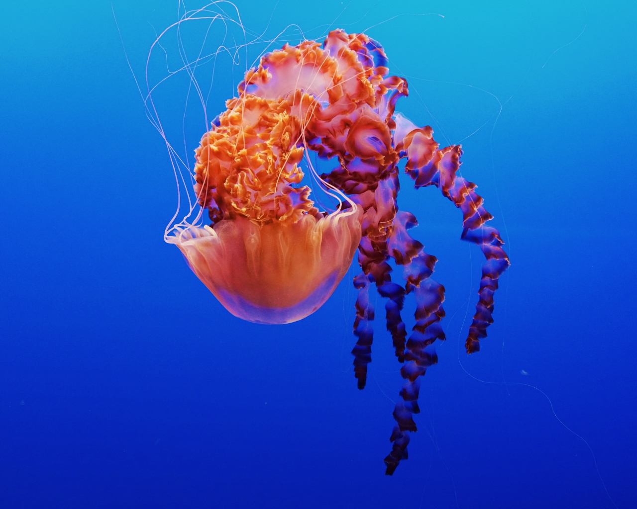 Красивая разноцветная медуза на голубом фоне