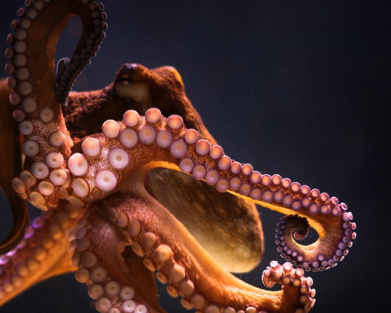 Большой осьминог на сером фоне