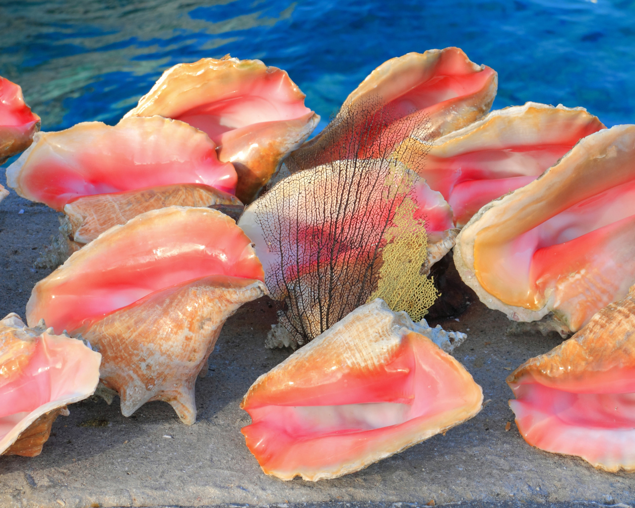 Большие розовые ракушки на песке