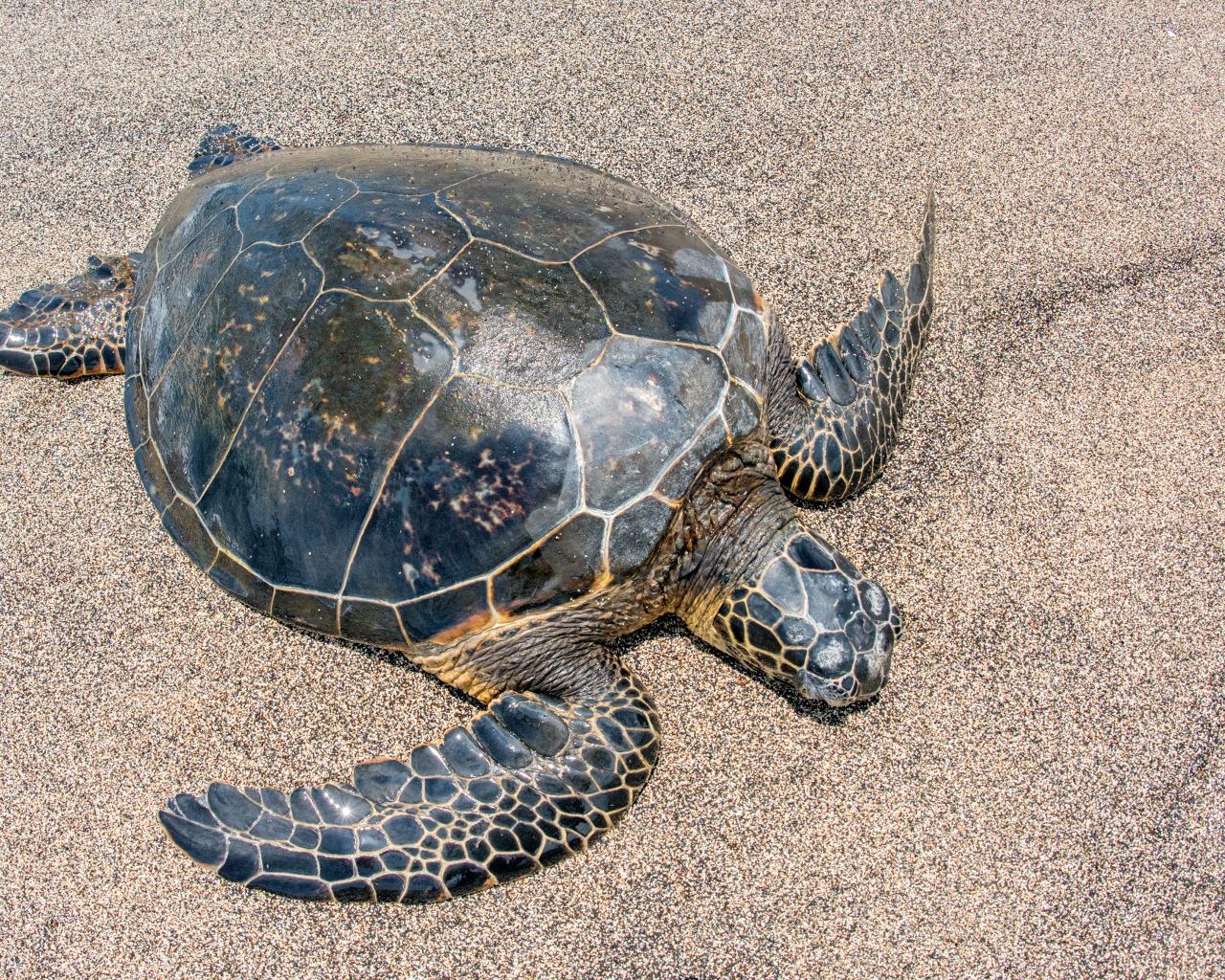 Большая черепаха на песке 