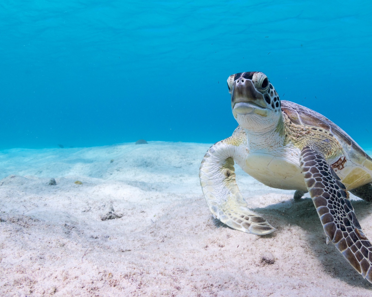 Большая черепаха под водой на песке
