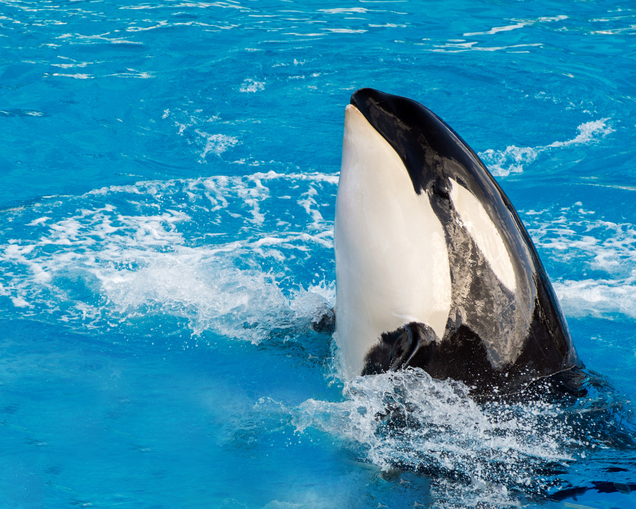 Большая касатка в бассейне 