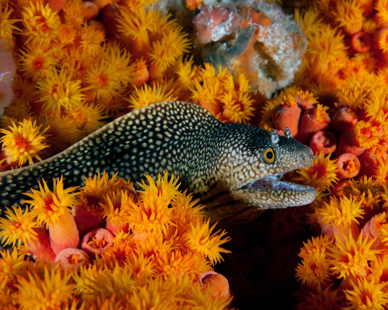 Мурена и морские анемоны под водой