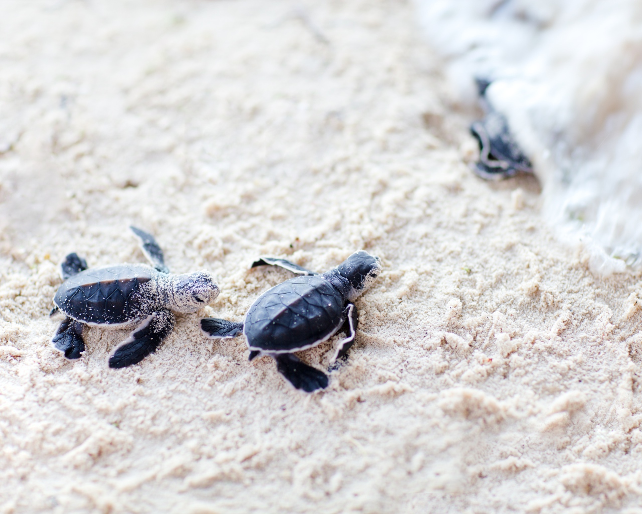 Новорожденные черепахи на песке 