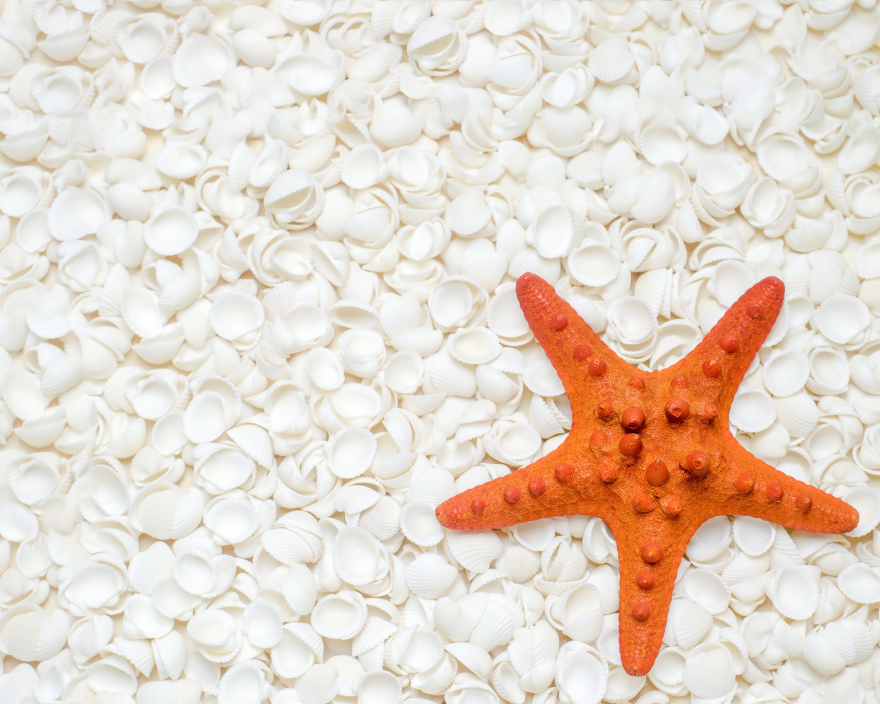 Оранжевая морская звезда лежит на белых ракушках 