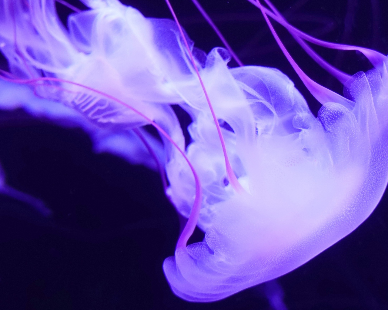 Фиолетовая медуза под водой 