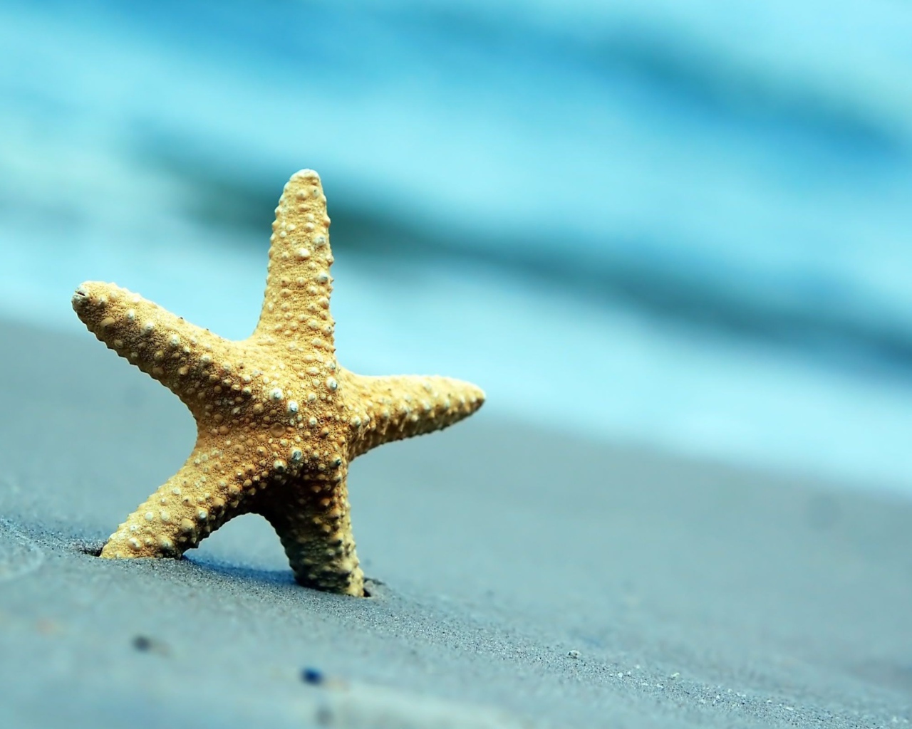 Starfish on gray sea sand