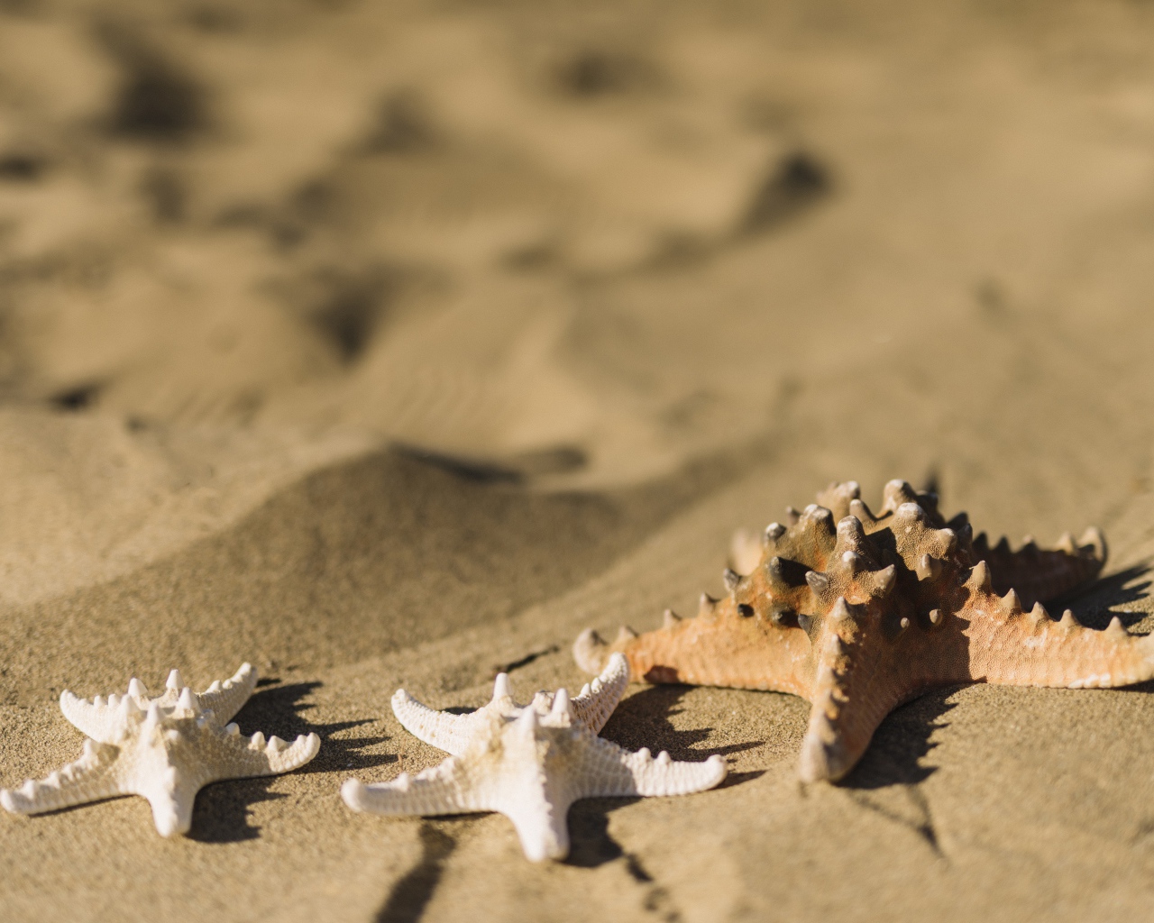Морские звезды на песке 