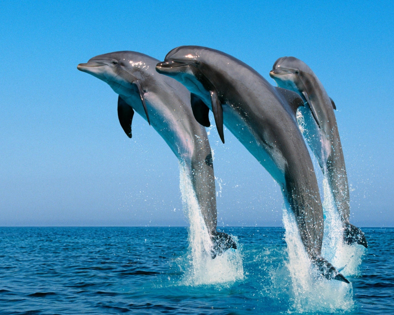 Три дельфина выпрыгивают из воды 