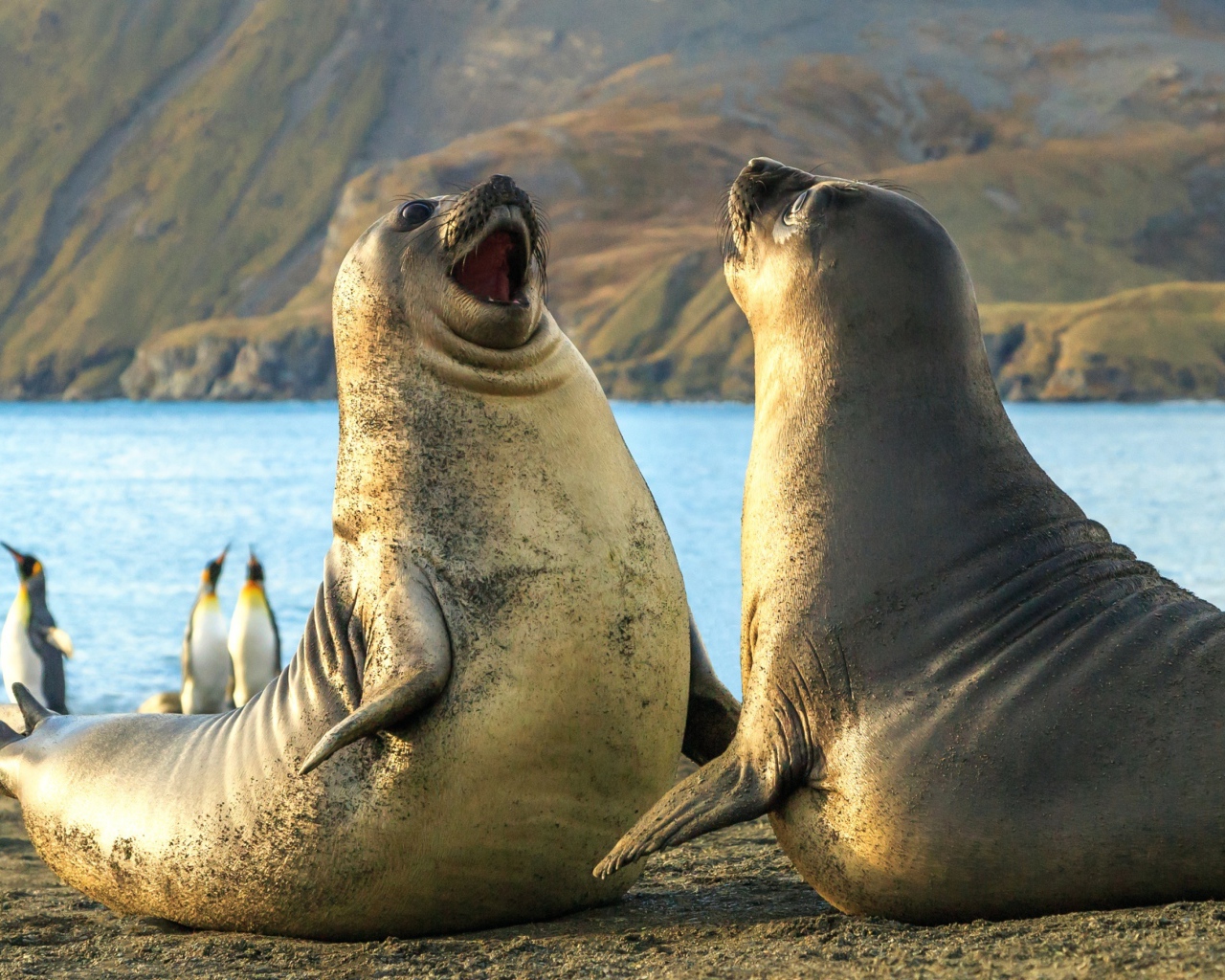 Два морских льва на песке 