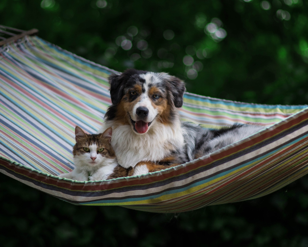 Собака и кот лежат в гамаке 