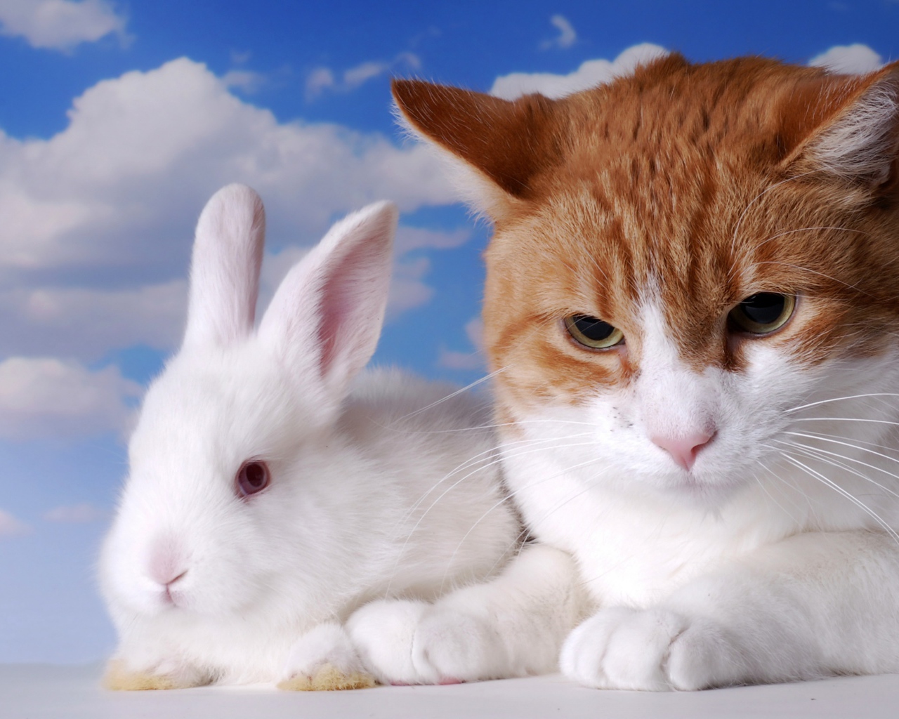 Хмурый рыжий кот и белый декоративный кролик на фоне неба
