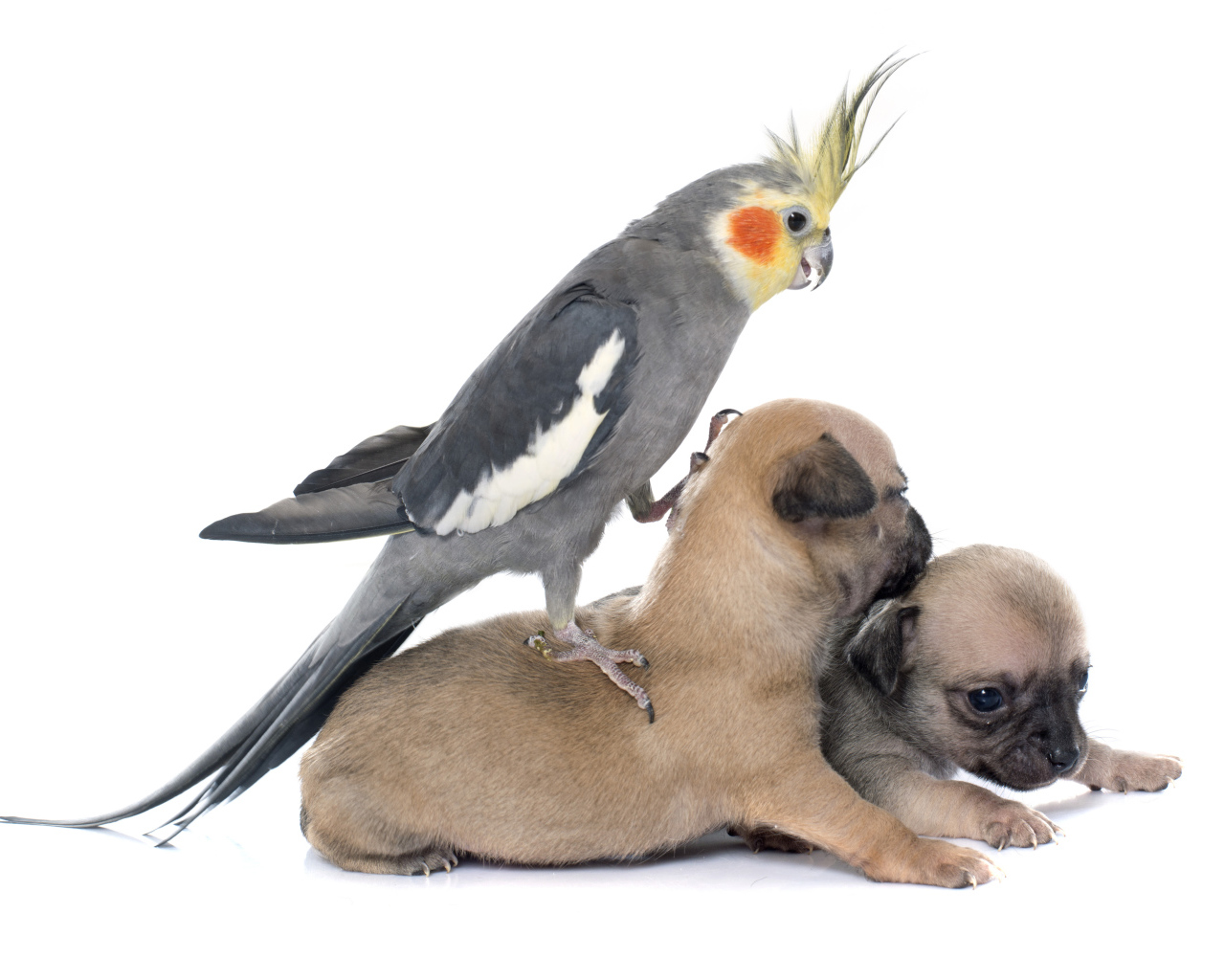 Попугай сидит на двух щенках чихуахуа на белом фоне