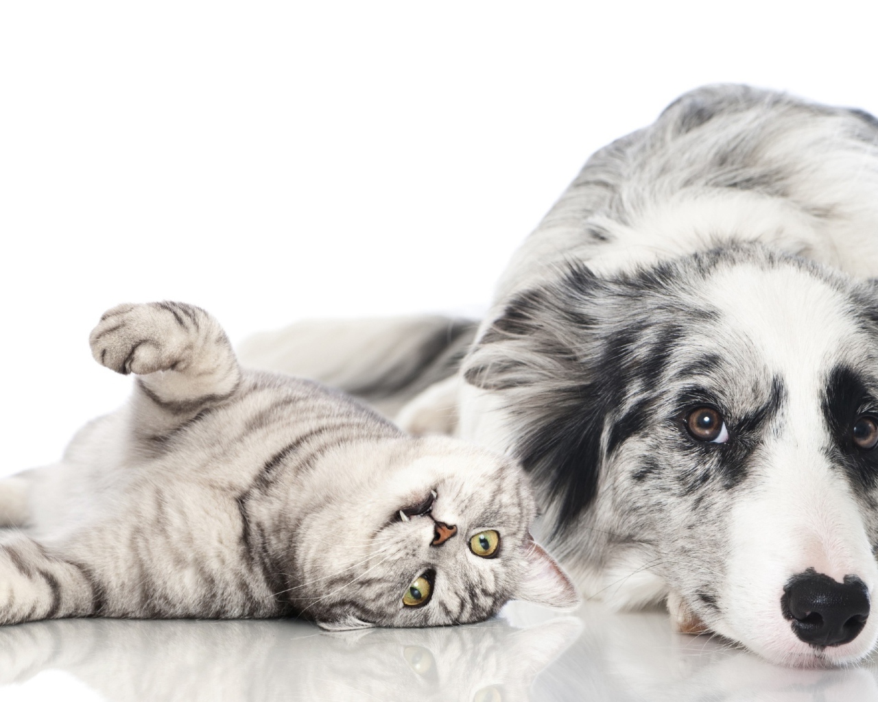 Австралийская овчарка и шотландский кот на белом фоне