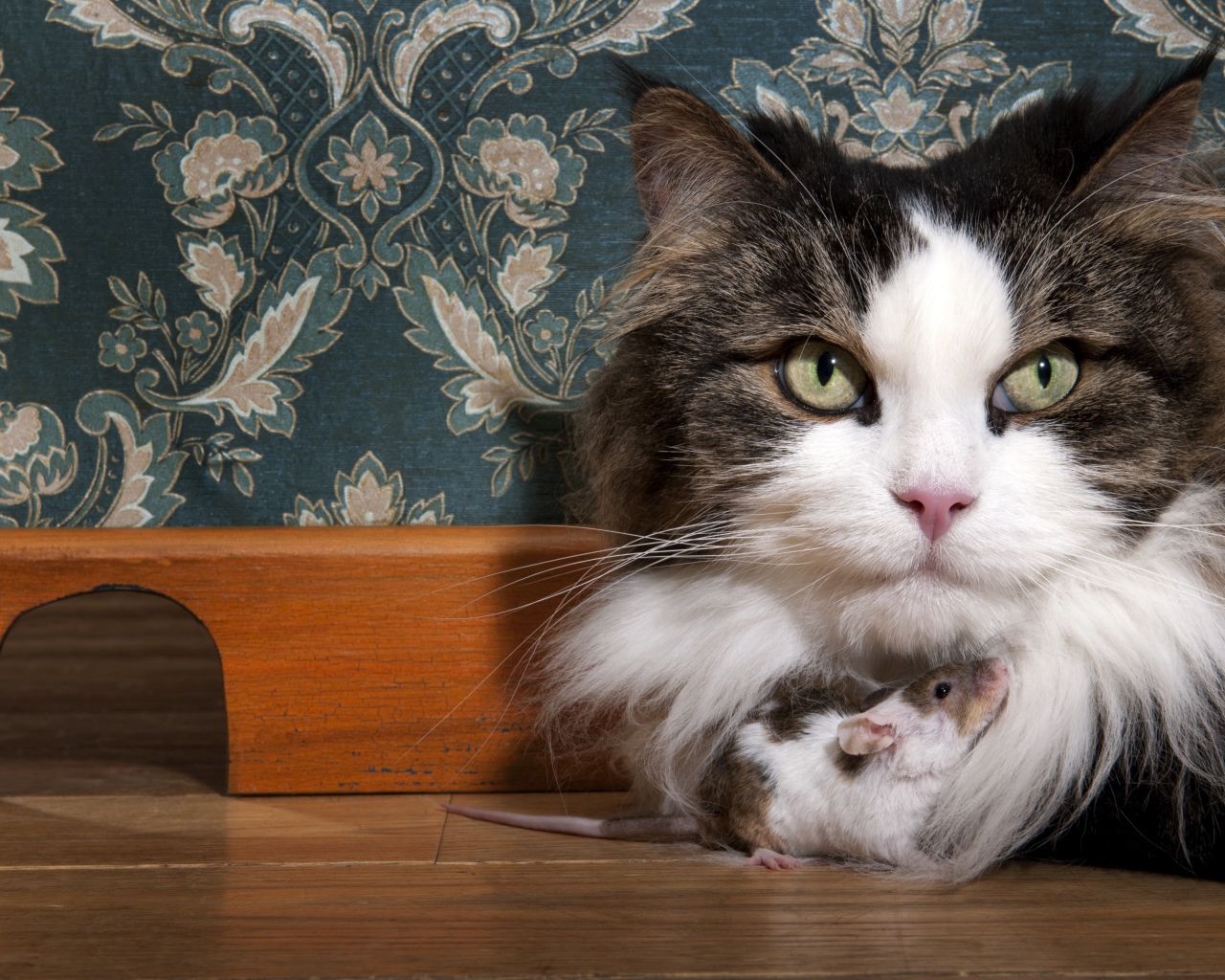 Большая пушистая кошка с мышонком