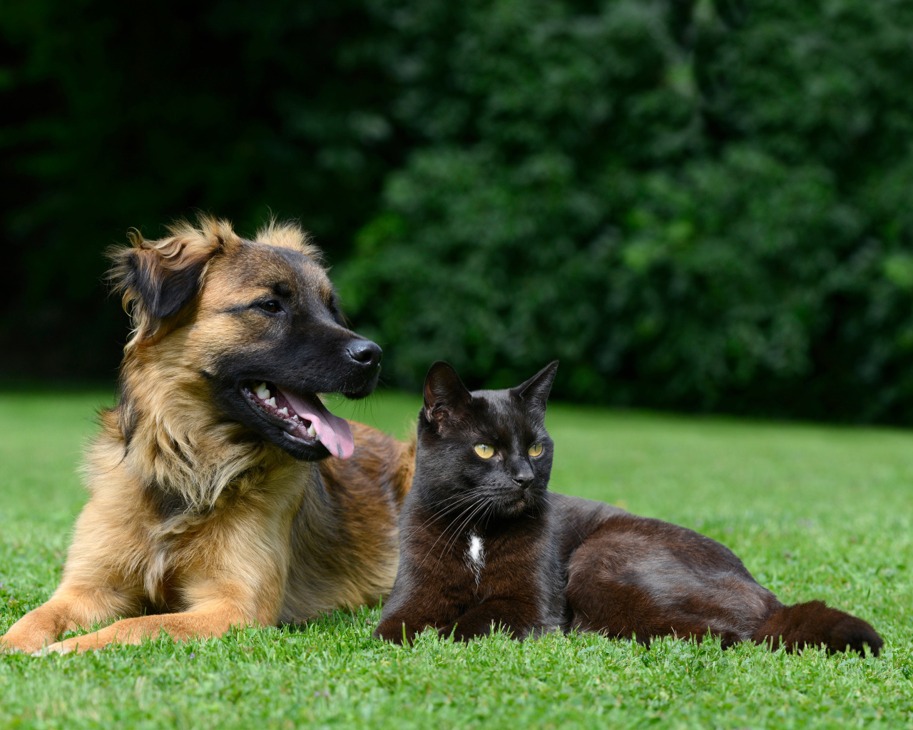 Черный кот и собака лежат на зеленой траве