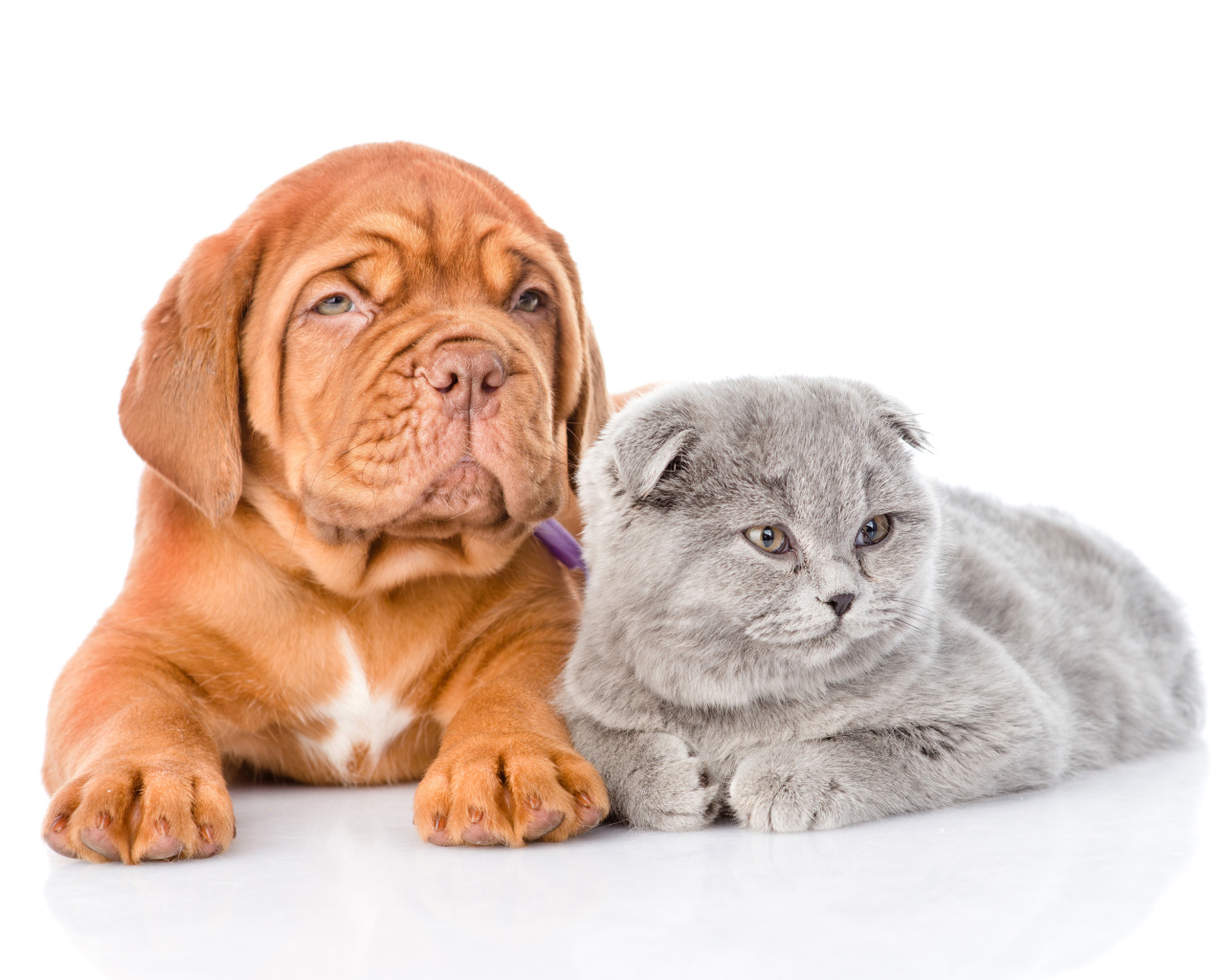 Бордоский дог и шотландский вислоухий котенок на белом фоне