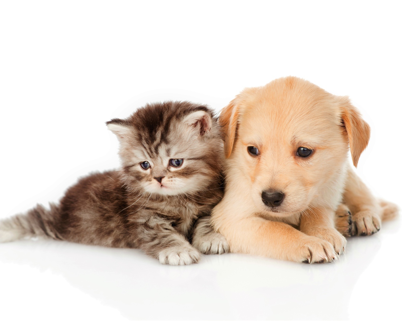 Маленький серый котенок со щенком на белом фоне