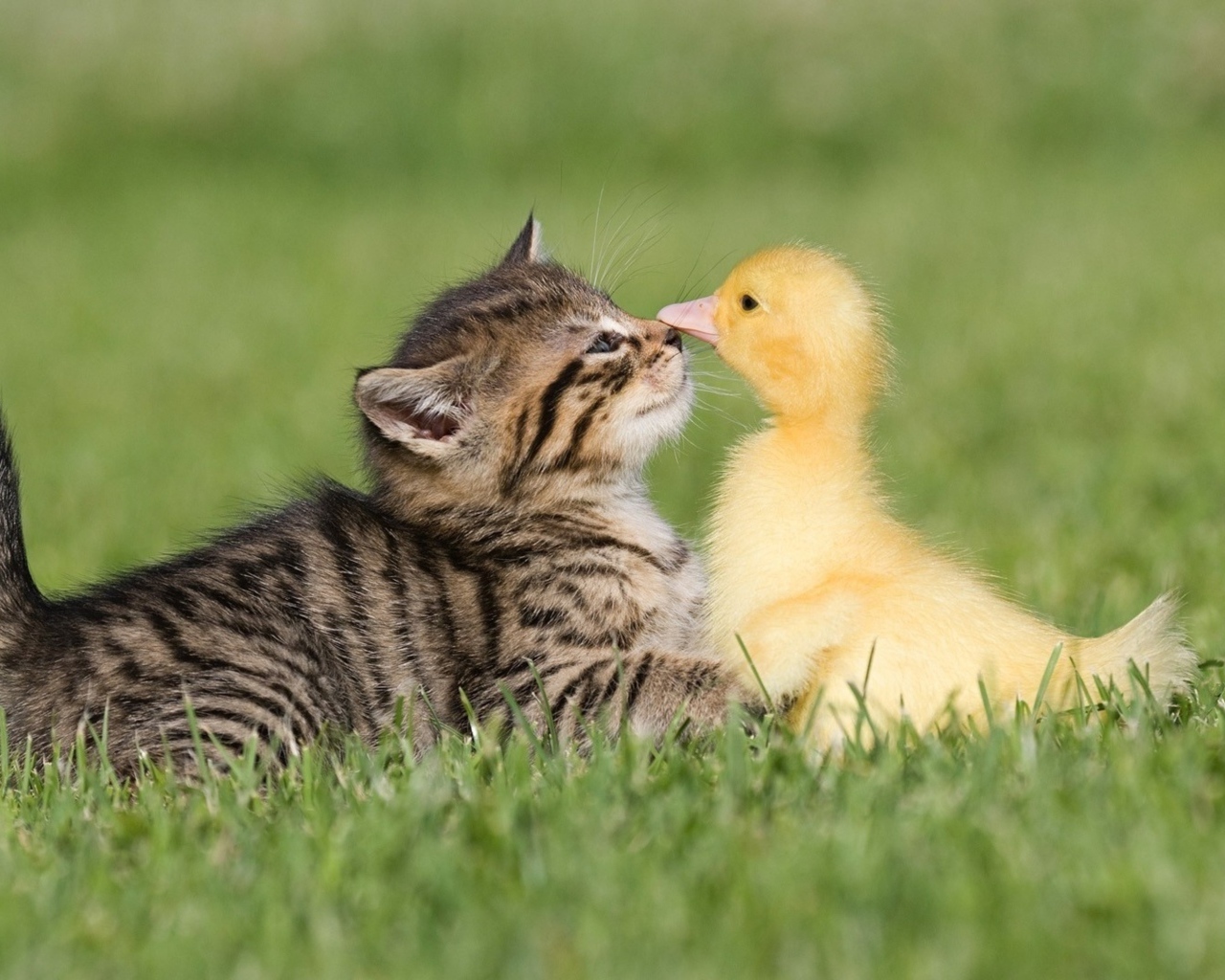 Маленький серый котенок с утенком на зеленой траве