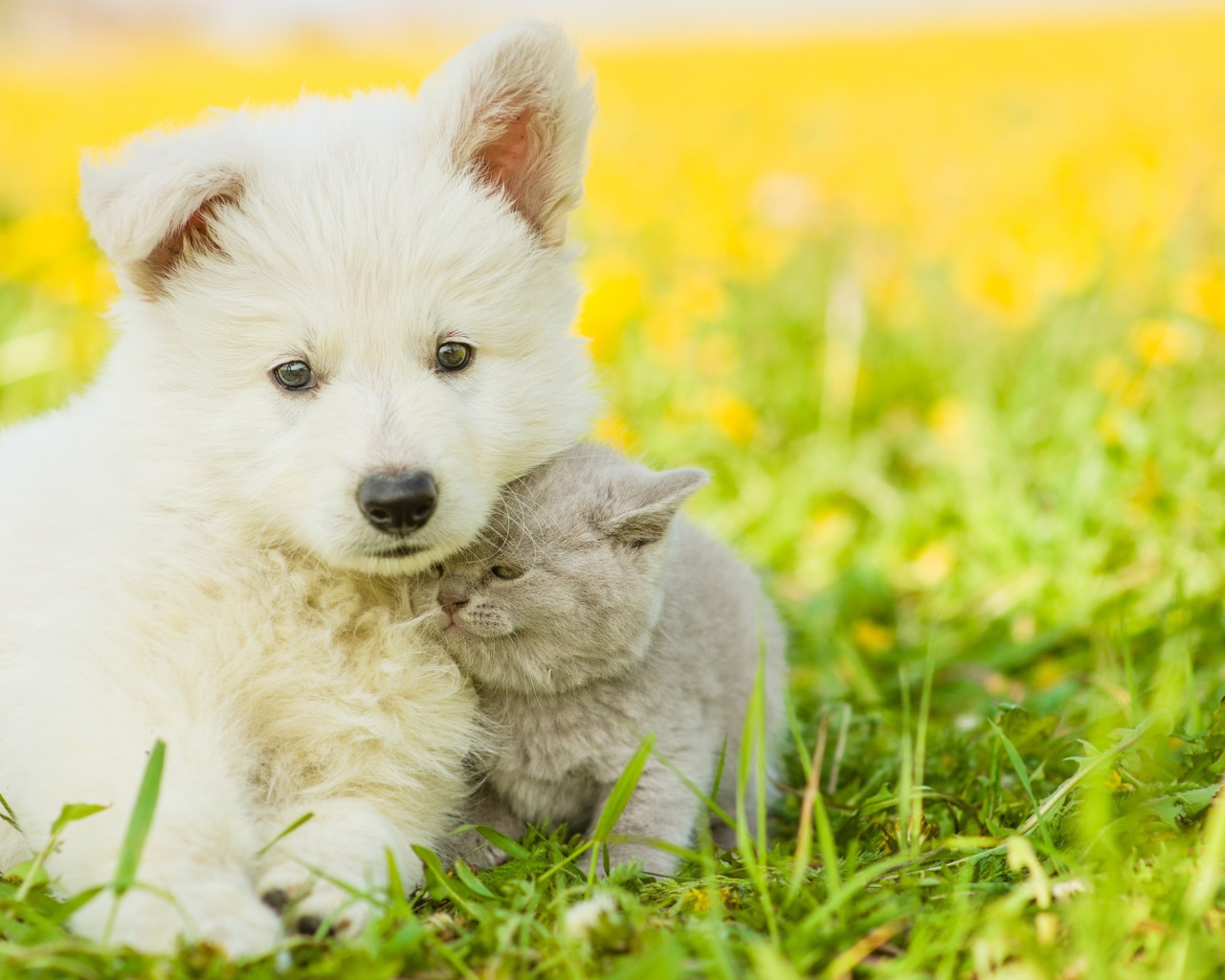Маленький белый щенок с серым котенком на траве 