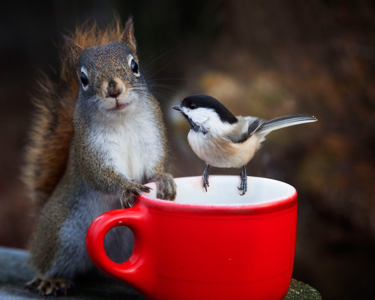 Белка и воробей у красной чашки 