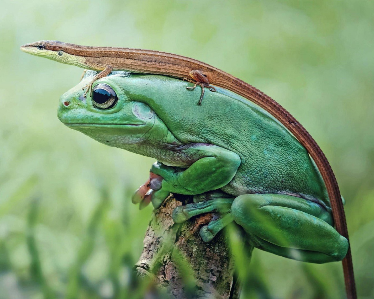 Ящерица сидит на зеленой лягушке