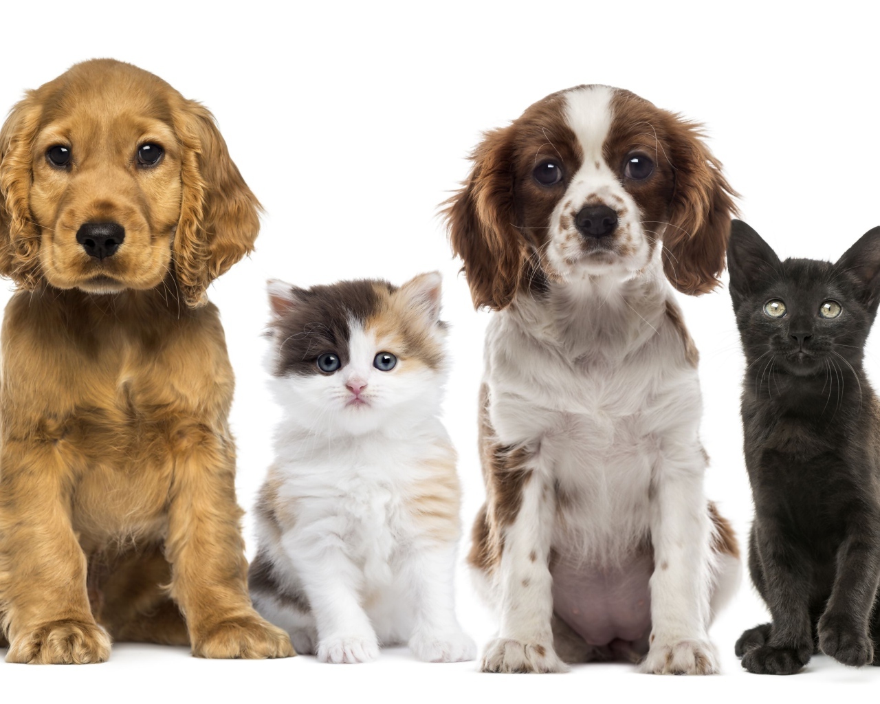 Два маленьких щенка и два котенка на белом фоне