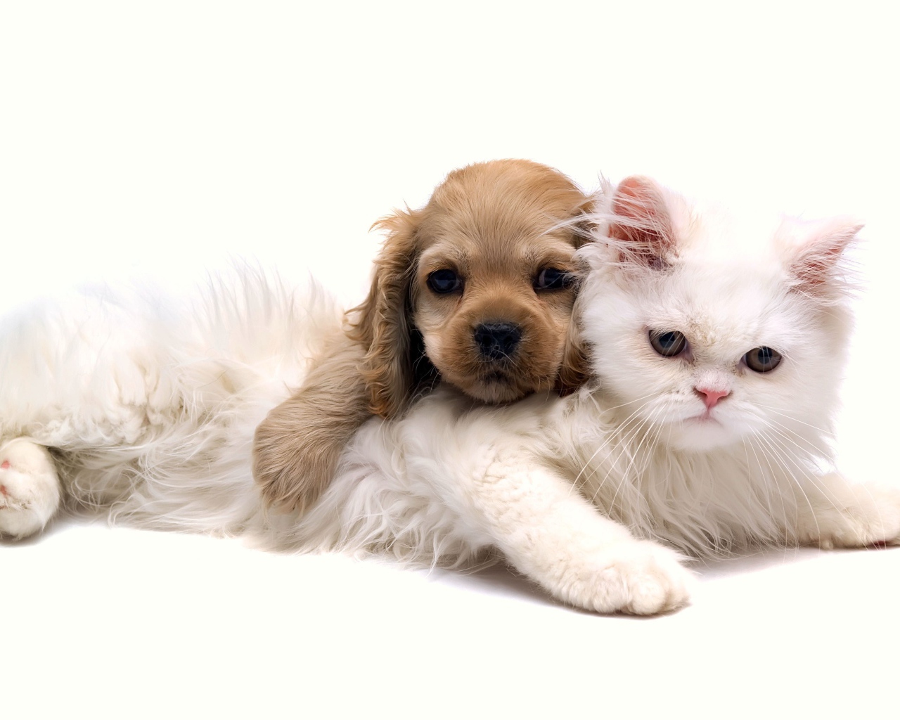 Белый кот с щенком на белом фоне