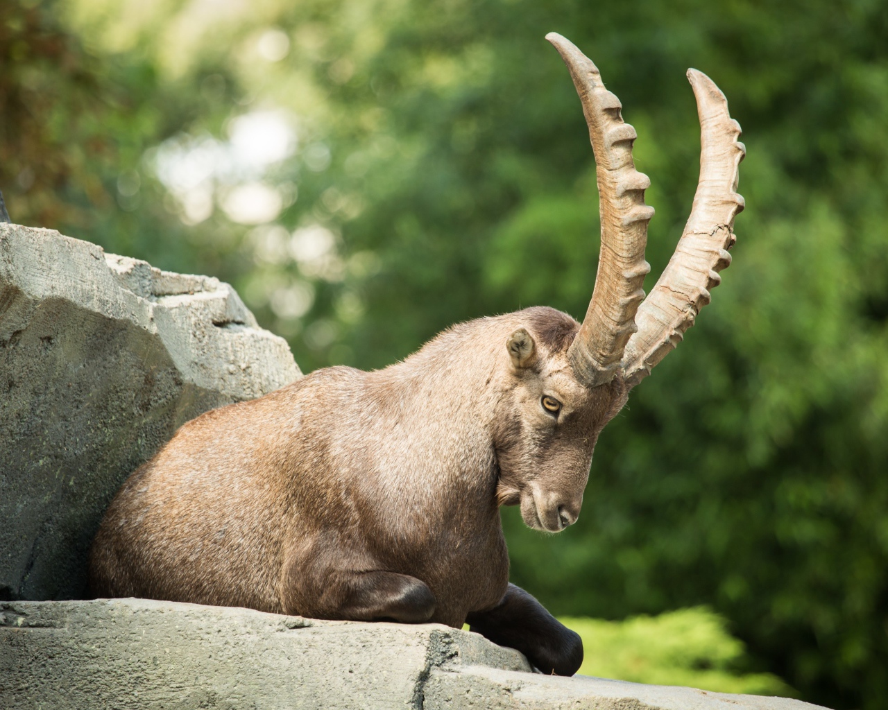 Горный козел с большими рогами лежит на камне