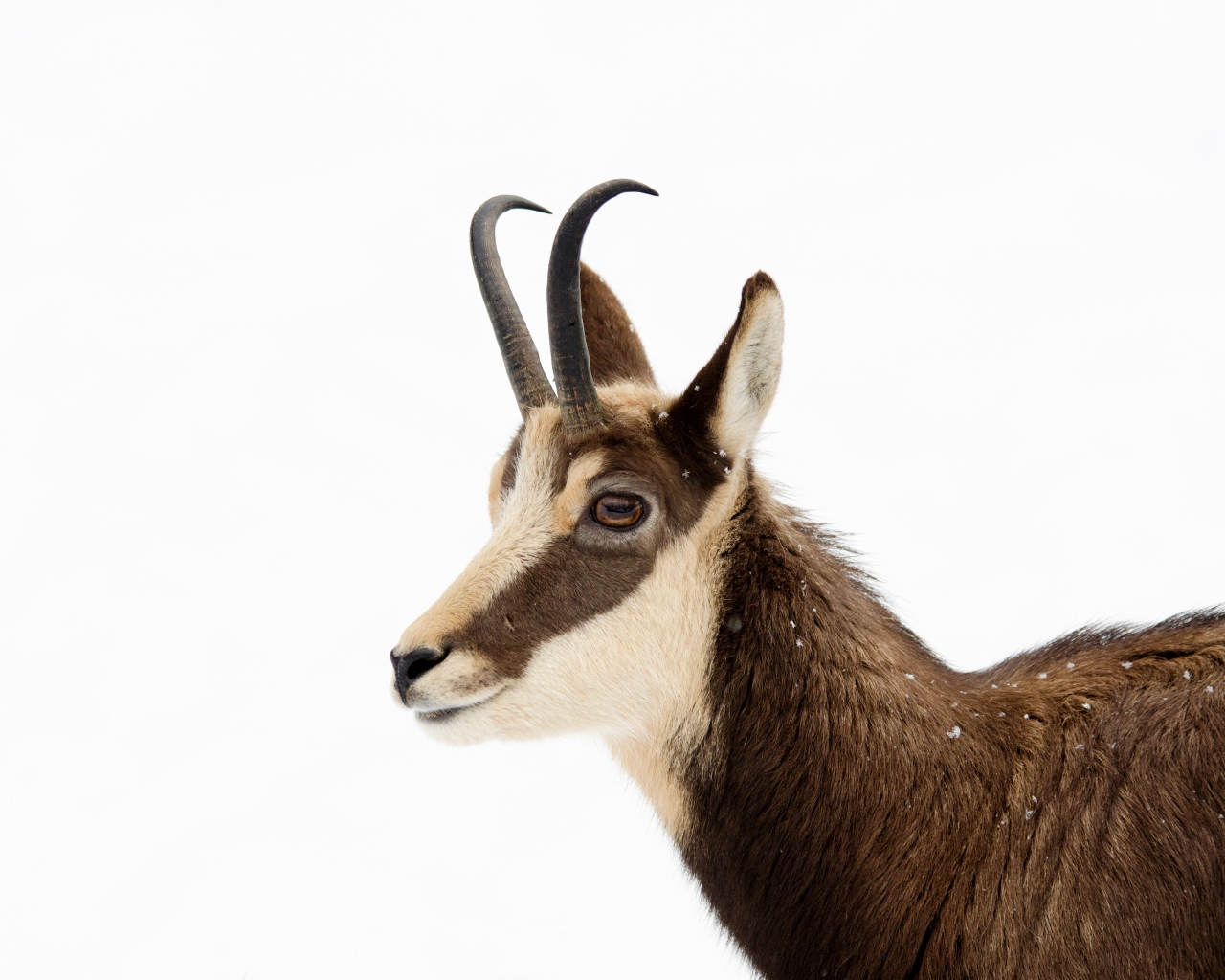 Антилопа на белом фоне