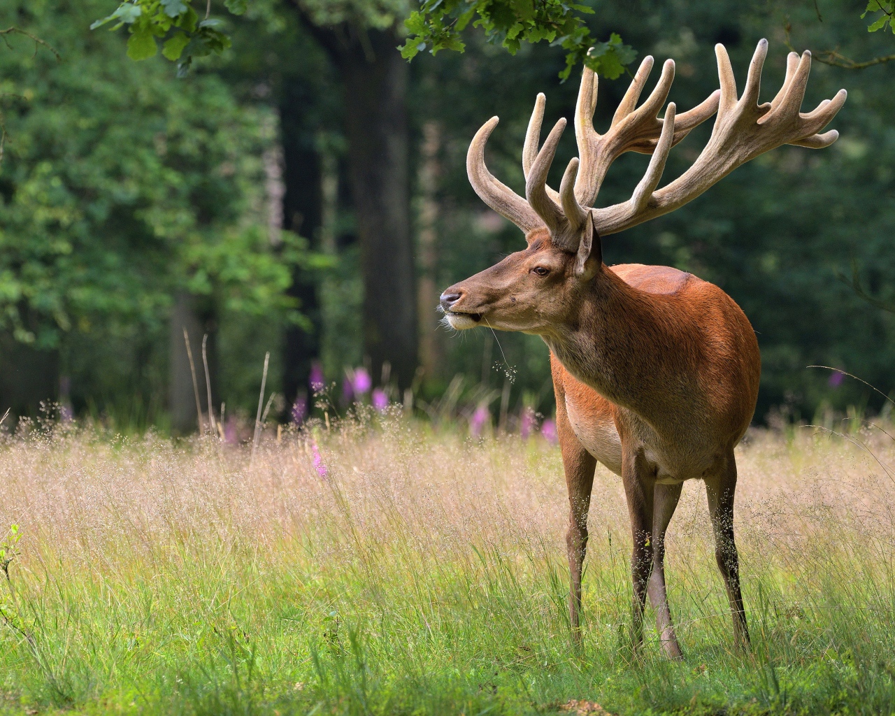 Большой олень в зеленом лесу 