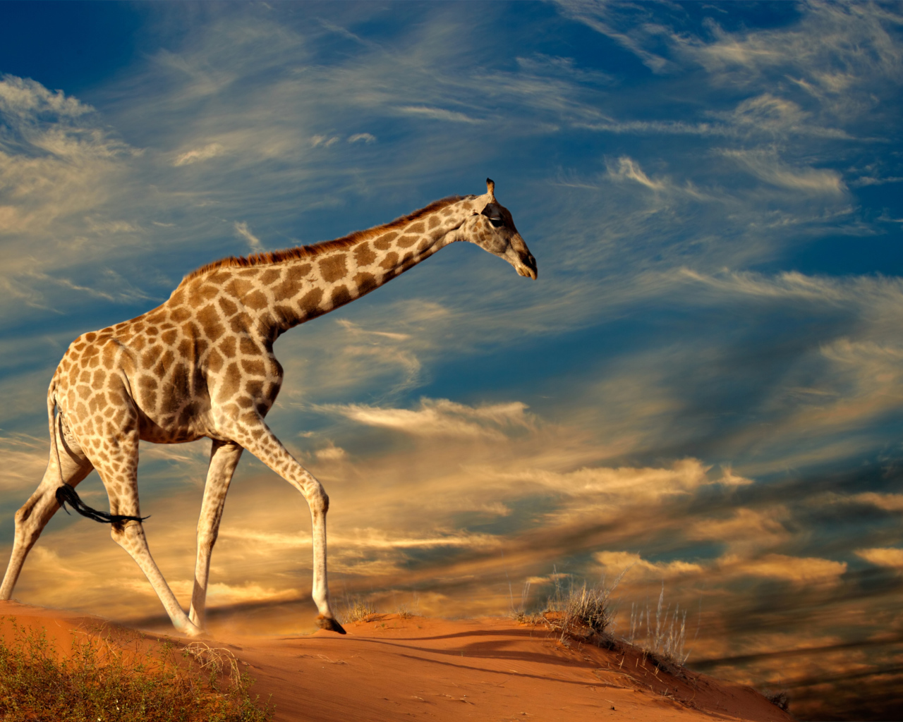 Большой жираф под красивым облачным небом