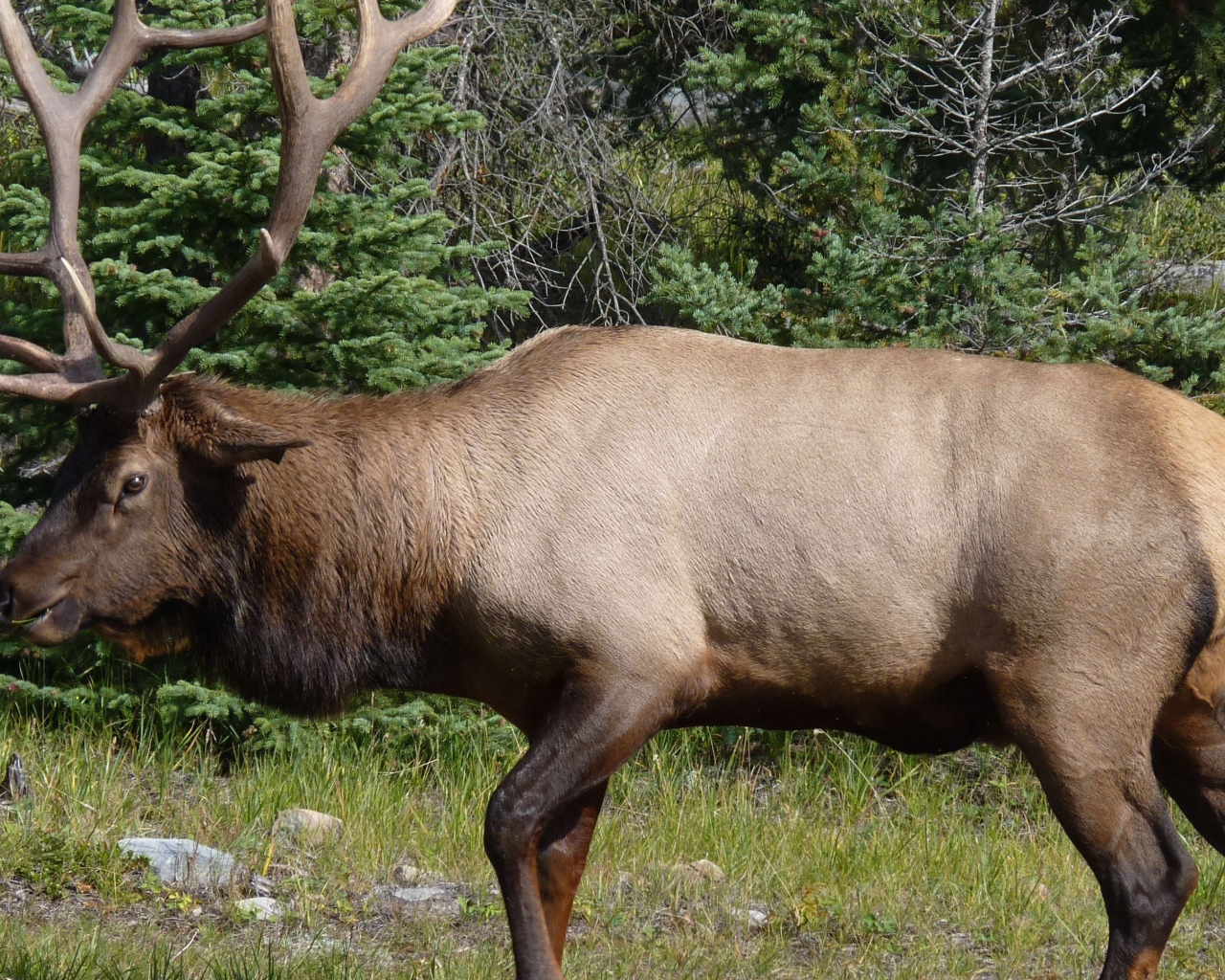 Олень с большими рогами в лесу