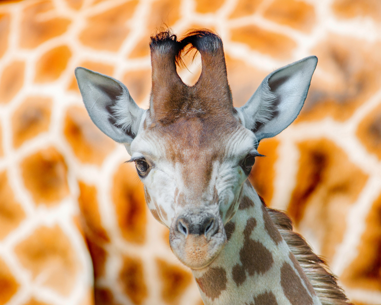 Морда жирафа крупным планом 