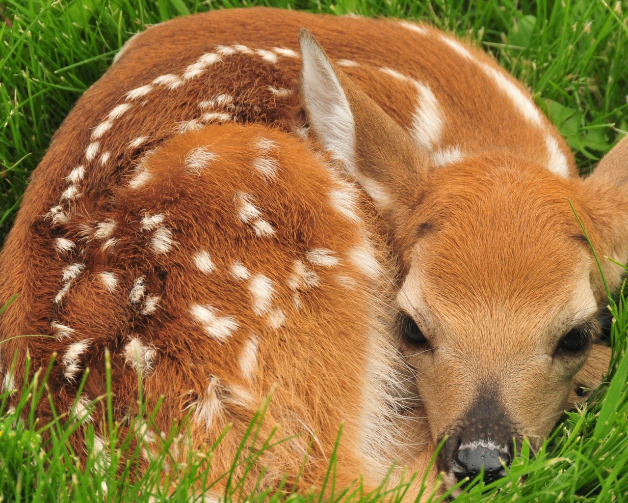 Маленький олененок лежит в зеленой траве